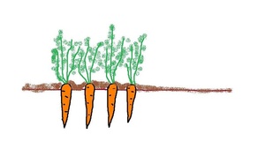 MULTAUS Lisää porkkanan juurelle hieman multaa, kun porkkana pilkistää maan alta. Näin porkkanan päät eivät viherry.